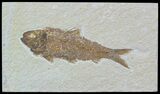 Detailed, Knightia Fossil Fish - Wyoming #54299-1